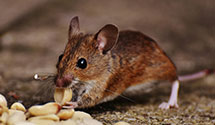 24 Hour & Emergency Exterminators in Lake Shore, TX